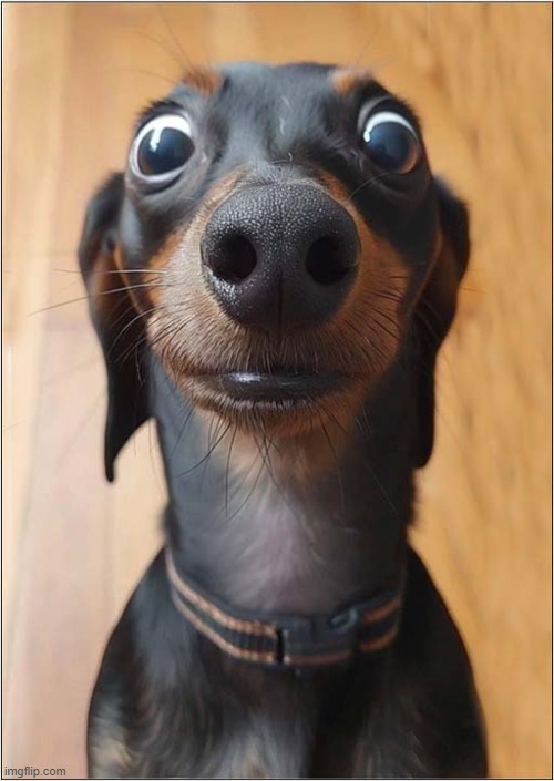 Did You Say 'Biscuits' ? | image tagged in dogs,dachshund,biscuits | made w/ Imgflip meme maker
