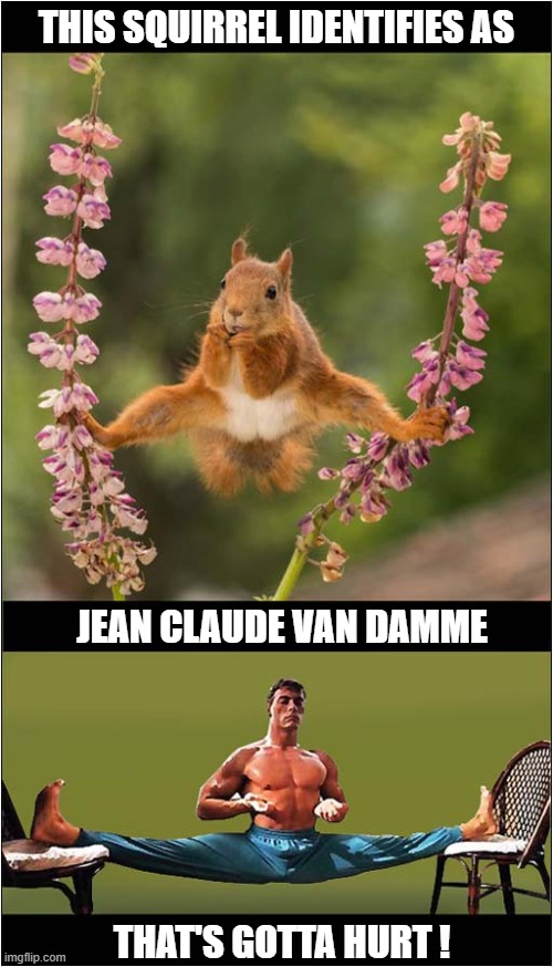 He Loves His Martial Art Films ! | THIS SQUIRREL IDENTIFIES AS; JEAN CLAUDE VAN DAMME; THAT'S GOTTA HURT ! | image tagged in squirrel,martial arts,jean claude van damme,splits | made w/ Imgflip meme maker