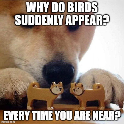 Shiba Making Toys Kiss | WHY DO BIRDS SUDDENLY APPEAR? EVERY TIME YOU ARE NEAR? | image tagged in shiba making toys kiss | made w/ Imgflip meme maker