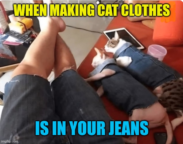 Kitty cut-offs | WHEN MAKING CAT CLOTHES; IS IN YOUR JEANS | image tagged in cat,clothing,cut,off,jeans,genetics | made w/ Imgflip meme maker