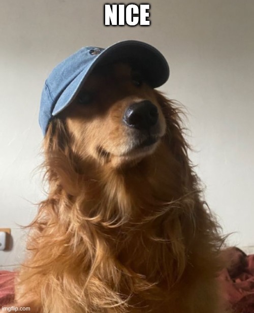Nice | NICE | image tagged in nice | made w/ Imgflip meme maker