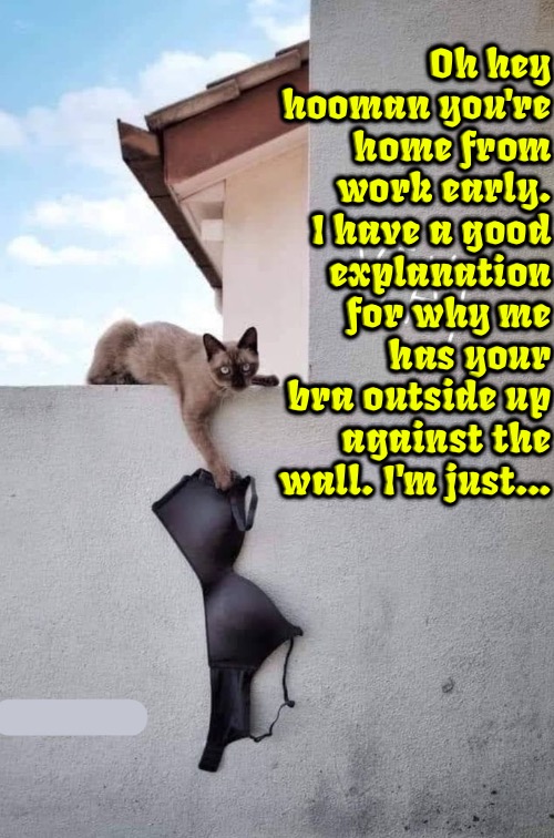 A good Explanation | Oh hey hooman you're home from work early. I have a good explanation for why me has your bra outside up against the wall. I'm just... | image tagged in cats,funny cats,what are you doing,mischief,liar liar,you can't explain that | made w/ Imgflip meme maker