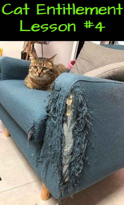 Entitlement Lesson 4 | Cat Entitlement Lesson #4 | image tagged in entitlement,cats,funny cats,evil overlord rules,life lessons,narcissism | made w/ Imgflip meme maker
