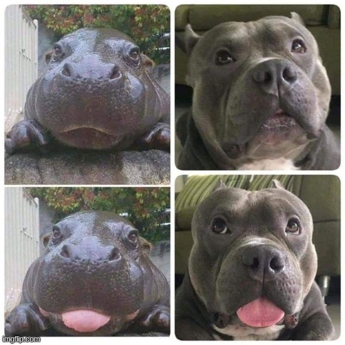 what is the difference | image tagged in hippo,pitbull,cute animals | made w/ Imgflip meme maker