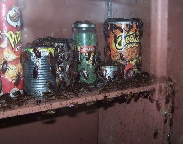 Well this is nasty | image tagged in gross,cockroaches,creepy,cursed,oh hell no,nope nope nope | made w/ Imgflip meme maker