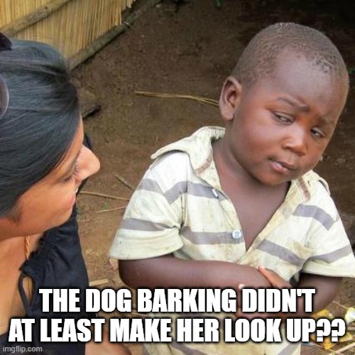 Third World Skeptical Kid Meme | THE DOG BARKING DIDN'T AT LEAST MAKE HER LOOK UP?? | image tagged in memes,third world skeptical kid | made w/ Imgflip meme maker