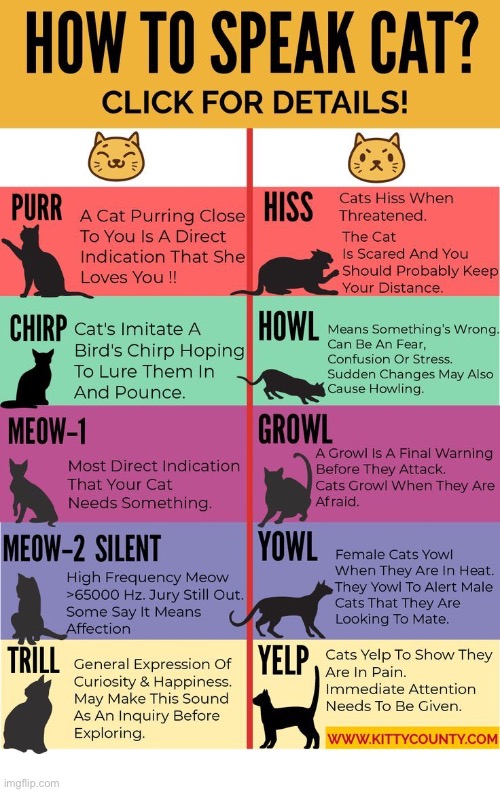 Cat sounds explained… | image tagged in cats,how to speak cat,informative | made w/ Imgflip meme maker