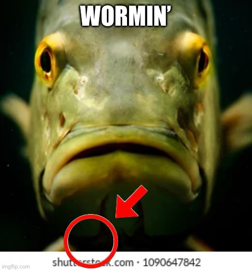Wormin’ | WORMIN’ | image tagged in funny memes | made w/ Imgflip meme maker