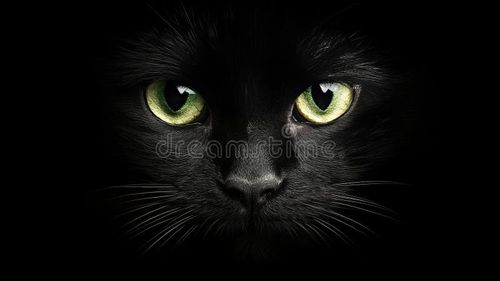 Black cat Blank Meme Template