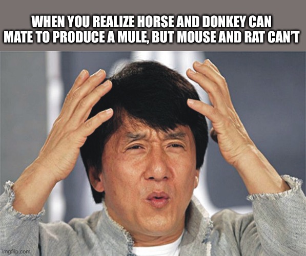How?! | WHEN YOU REALIZE HORSE AND DONKEY CAN MATE TO PRODUCE A MULE, BUT MOUSE AND RAT CAN’T | image tagged in jackie chan confused,hybrid,animals | made w/ Imgflip meme maker