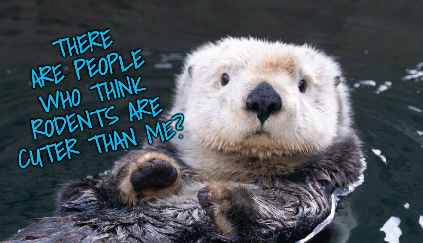Sad news for otters today | THERE ARE PEOPLE WHO THINK RODENTS ARE CUTER THAN ME? | image tagged in sad sad otter,you've got to be joking | made w/ Imgflip meme maker