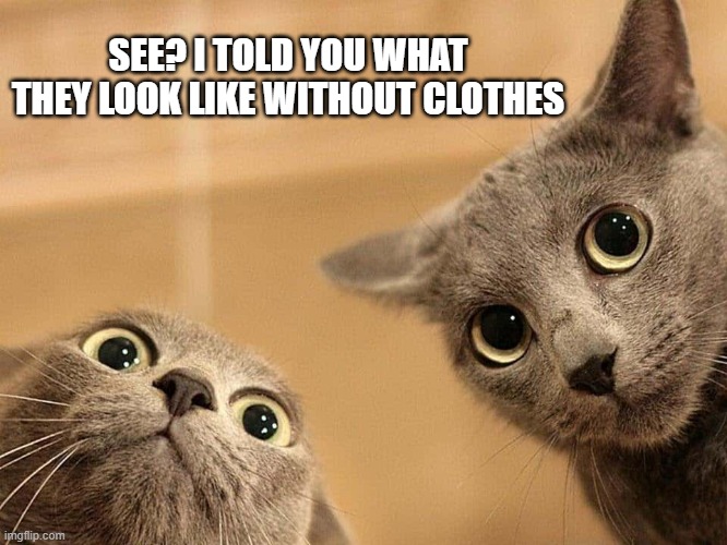 Cat tells her friend what people look like with no clothes on.  --  funny  -- | SEE? I TOLD YOU WHAT THEY LOOK LIKE WITHOUT CLOTHES | image tagged in cats,funny,kittens,humor,naked,funny cat meme | made w/ Imgflip meme maker