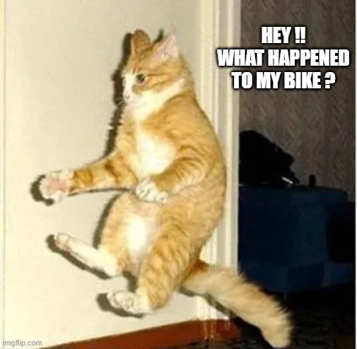 The cat lost his bike and doesn't know where it went.  --  funny  -- | HEY !! WHAT HAPPENED TO MY BIKE ? | image tagged in cat,funny,kittens,humor,bicycle,funny cat meme | made w/ Imgflip meme maker