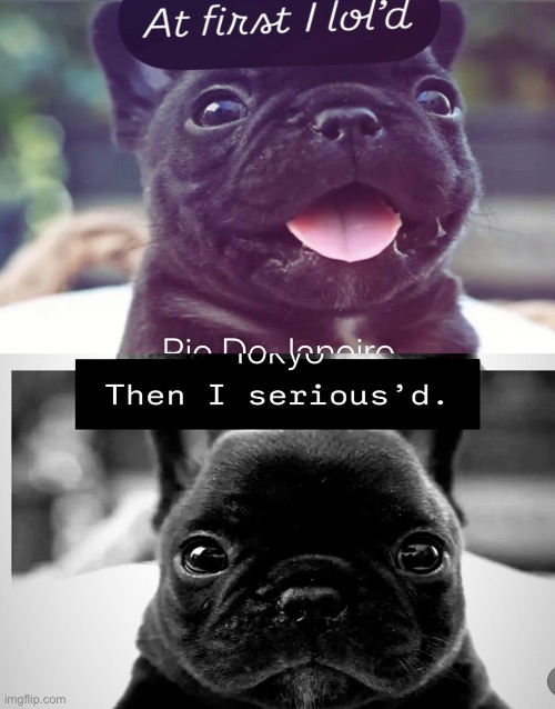 pibble post cause I literally am I a pibble | made w/ Imgflip meme maker