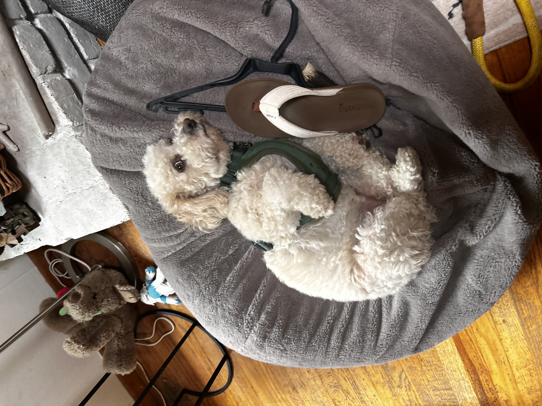 Dog boi Blank Meme Template