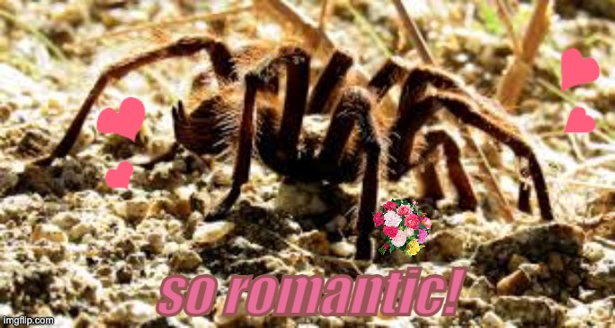 If you hear tiny violins, it must be TARANTULA MATING SEASON | so romantic! | image tagged in romance,love,spiders | made w/ Imgflip meme maker