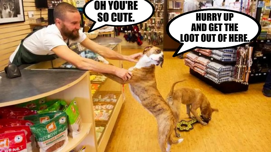 A Dog Heist | OH YOU'RE SO CUTE. HURRY UP AND GET THE LOOT OUT OF HERE. | image tagged in memes,owner,cute,dogs,hurry up,take | made w/ Imgflip meme maker