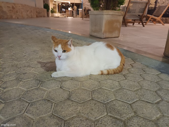 Cat i saw | made w/ Imgflip meme maker