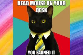 bus cat Blank Meme Template