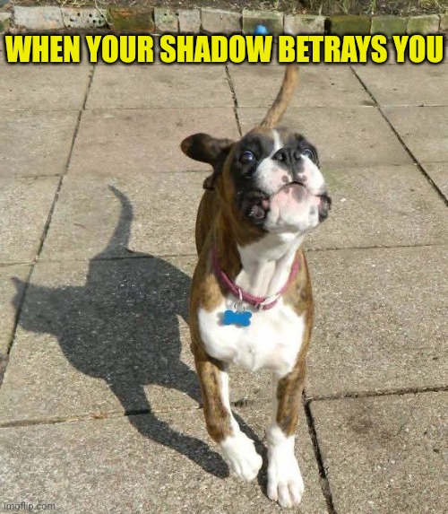 Cat shadow | WHEN YOUR SHADOW BETRAYS YOU | image tagged in dogs,cats,shadows,funny animals,perfectly timed photo | made w/ Imgflip meme maker