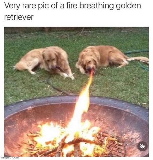 He's part dragon on his father's side. | image tagged in memes,dogs,fire breathing pooch,hot dog | made w/ Imgflip meme maker
