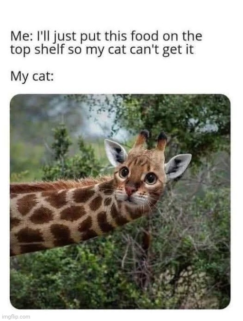 Therez no place Mittens can't climb to get food. | image tagged in memes,cats,photoshop,cats being cats | made w/ Imgflip meme maker