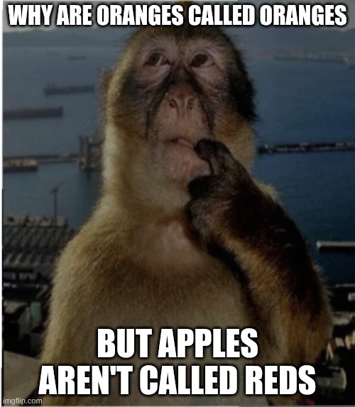 thinking monkey | WHY ARE ORANGES CALLED ORANGES; BUT APPLES AREN'T CALLED REDS | image tagged in thinking monkey | made w/ Imgflip meme maker