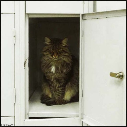 The Guardian Of The Locker | image tagged in cats,guardian,locker | made w/ Imgflip meme maker