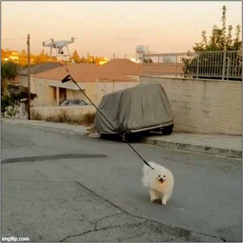 What Is The Point Of Getting A Dog If Your Not Going To Take Her For A 'Proper' Walk ! | image tagged in dog,drone | made w/ Imgflip meme maker