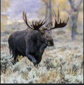 wow Blank Meme Template