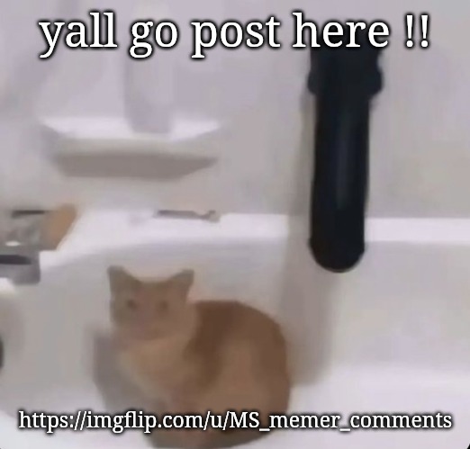 Cat | yall go post here !! https://imgflip.com/u/MS_memer_comments | image tagged in cat | made w/ Imgflip meme maker