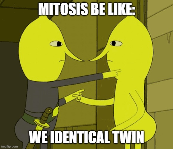 We Identical Twin | MITOSIS BE LIKE:; WE IDENTICAL TWIN | image tagged in mitosis | made w/ Imgflip meme maker