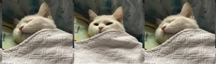 Cat Wake up Blank Meme Template