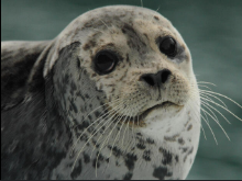 sealed Blank Meme Template