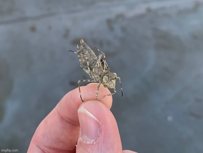 Dragonfly molt | made w/ Imgflip meme maker