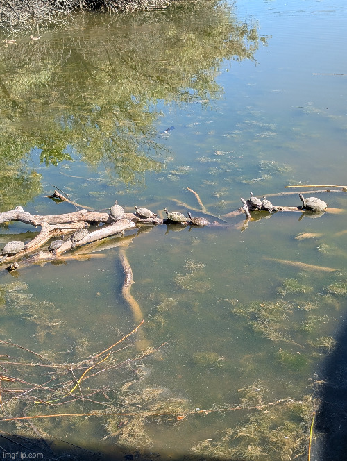 turtles at the pond | image tagged in turtle,pond | made w/ Imgflip meme maker