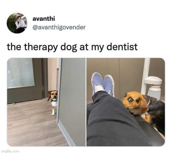 Whoz a good boy? :) | image tagged in memes,dogs | made w/ Imgflip meme maker