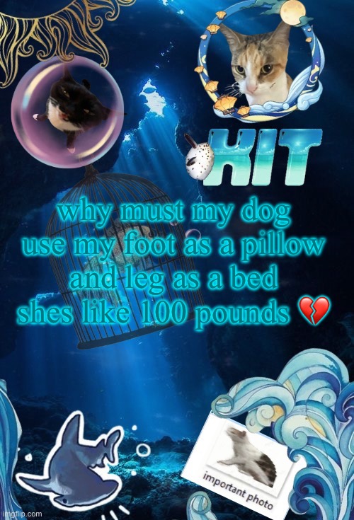silly announcement template by asriel | why must my dog use my foot as a pillow and leg as a bed
shes like 100 pounds 💔 | image tagged in silly announcement template by asriel | made w/ Imgflip meme maker
