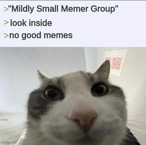 Cat looks inside | "Mildly Small Memer Group"; look inside; no good memes | image tagged in cat looks inside | made w/ Imgflip meme maker