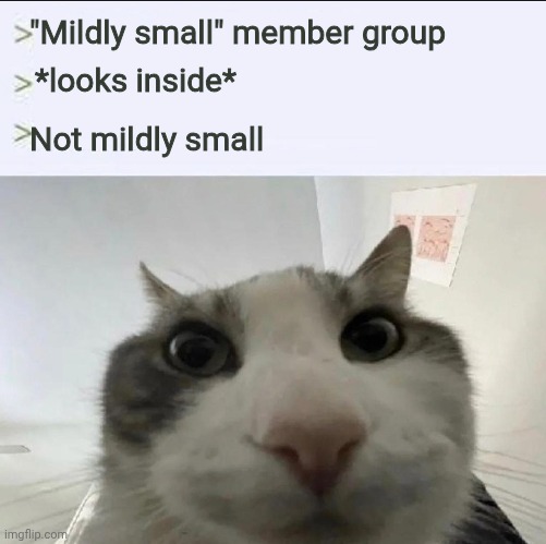 Cat looks inside | "Mildly small" member group; *looks inside*; Not mildly small | image tagged in cat looks inside | made w/ Imgflip meme maker
