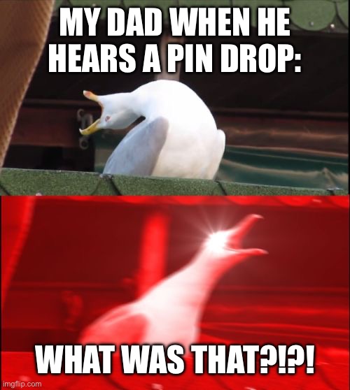 [: | MY DAD WHEN HE HEARS A PIN DROP:; WHAT WAS THAT?!?! | image tagged in screaming seagull,funny,funny memes,relatable,relatable memes | made w/ Imgflip meme maker