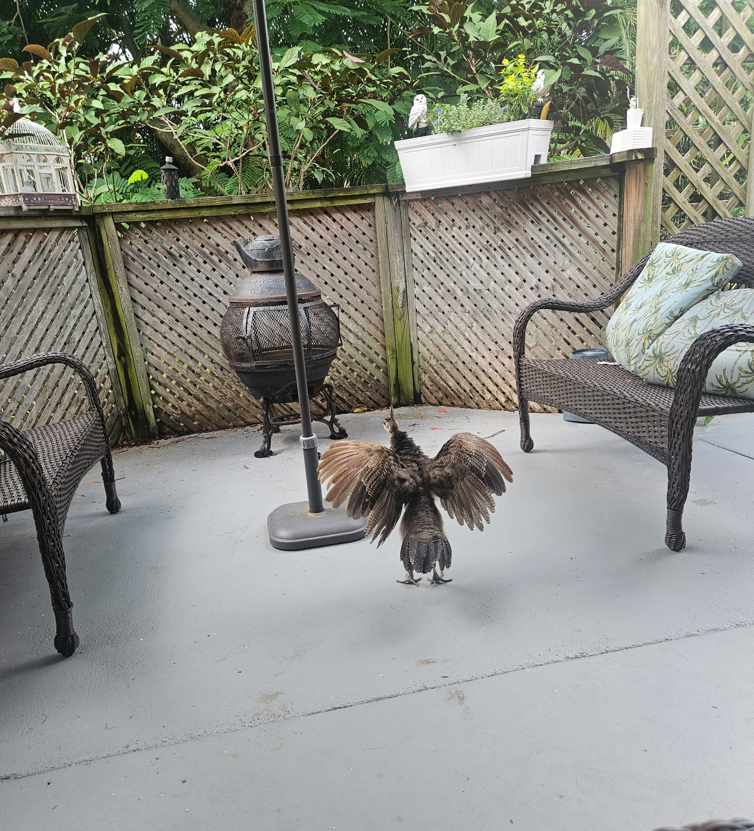 High Quality Peacockin’ Blank Meme Template