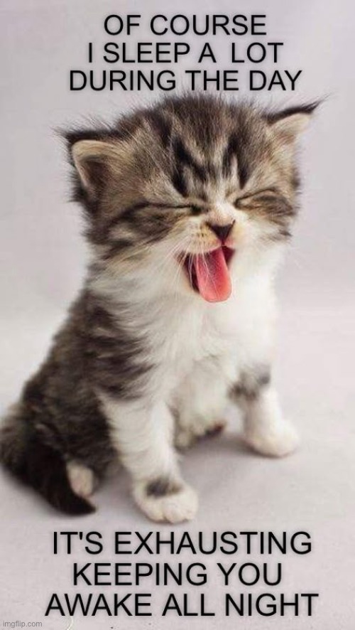 It’s what they do… | image tagged in cats,kitten,sleep a lot,keep you up at night,cheeky | made w/ Imgflip meme maker