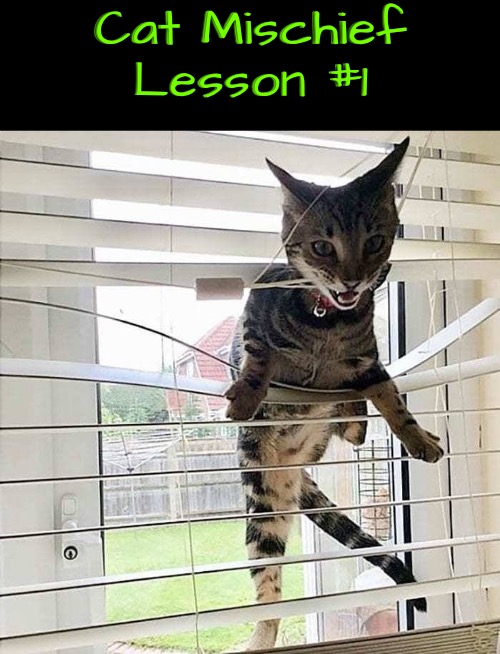 Mischief Lesson #1 | Cat Mischief Lesson #1 | image tagged in cats,funny cats,mischief,life lessons,evil overlord rules,life with cats | made w/ Imgflip meme maker
