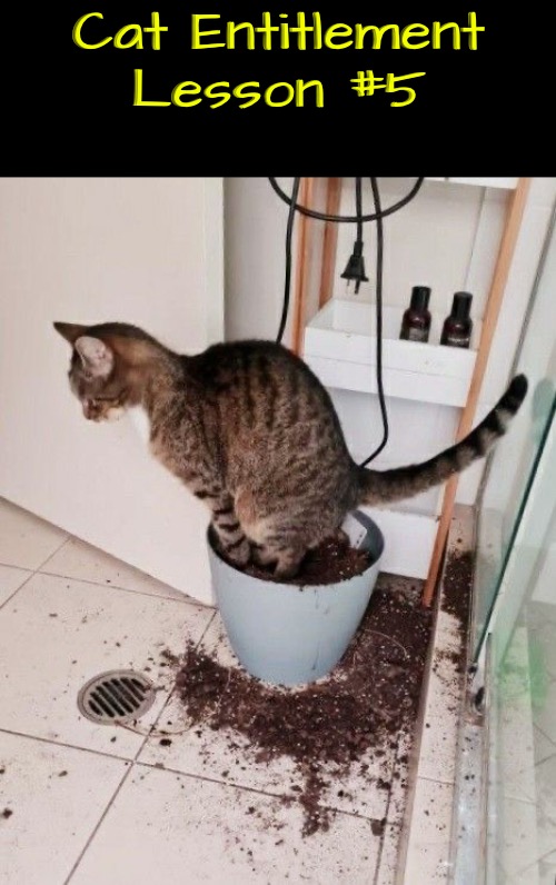 Entitlement Lesson #5 | Cat Entitlement Lesson #5 | image tagged in cats,funny cat memes,entitlement,evil overlord rules,revenge,logic | made w/ Imgflip meme maker
