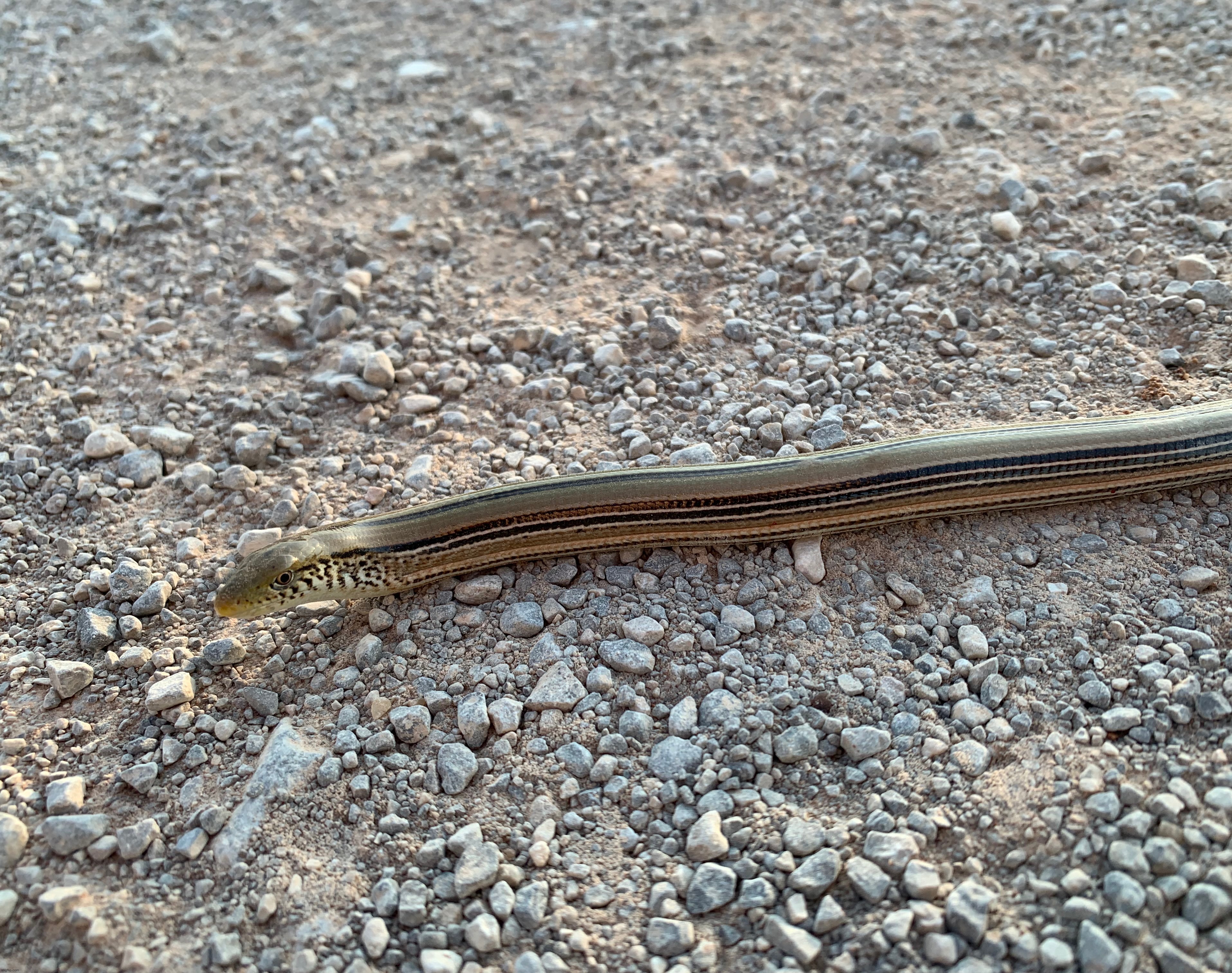 Legless lizard | made w/ Imgflip meme maker