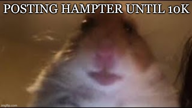 I need points to get into msmg tbh | POSTING HAMPTER UNTIL 10K | image tagged in msmg | made w/ Imgflip meme maker