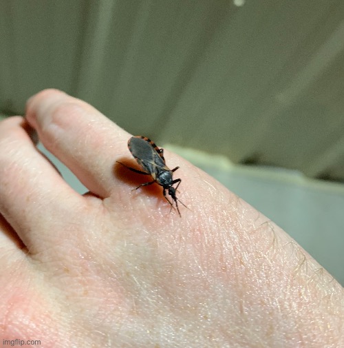 Kissing bug | made w/ Imgflip meme maker