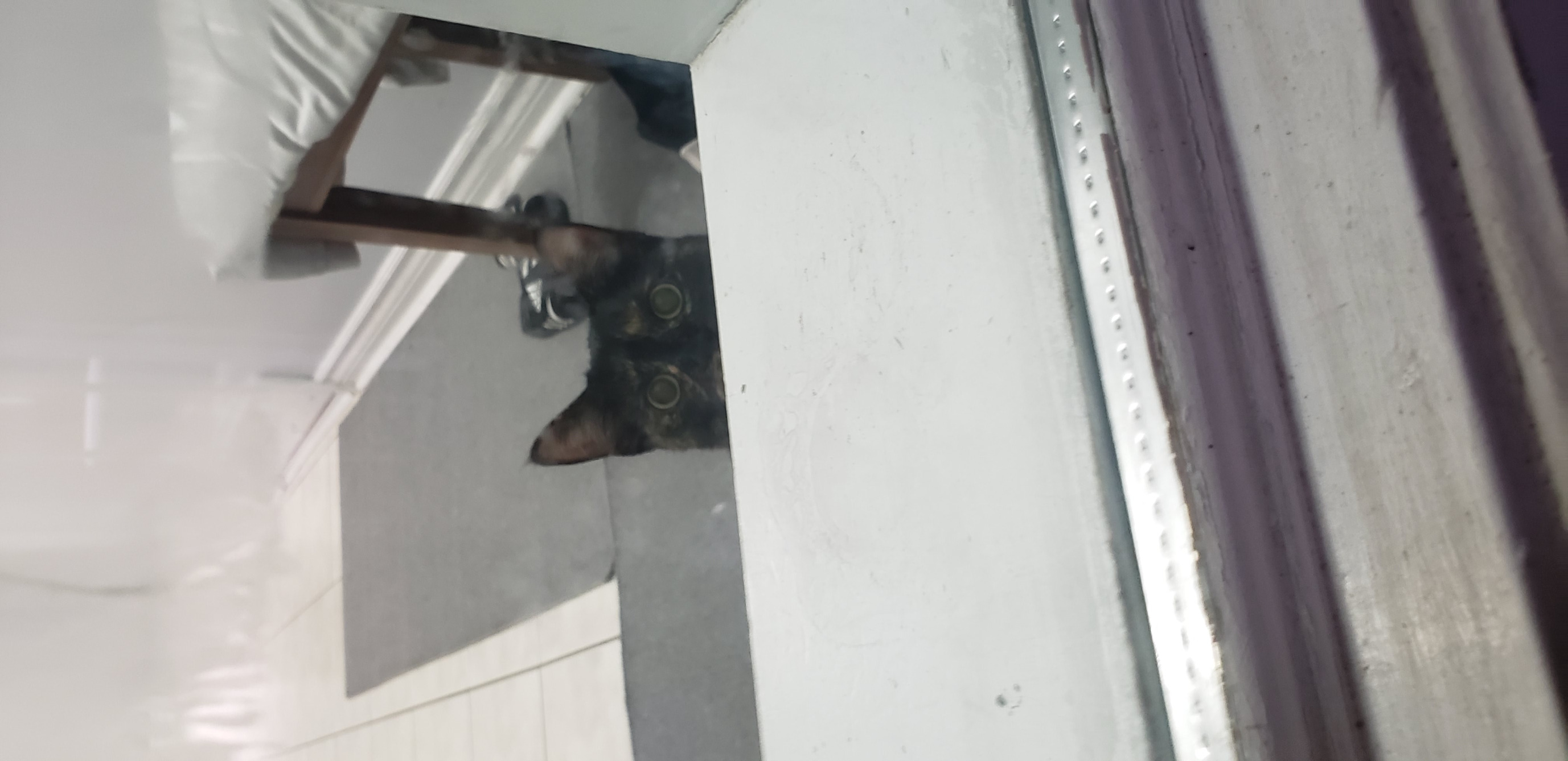 High Quality Cat Blank Meme Template