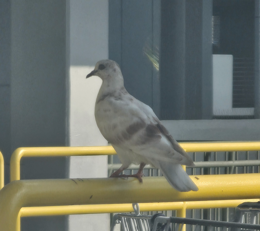 Chicken? Blank Meme Template